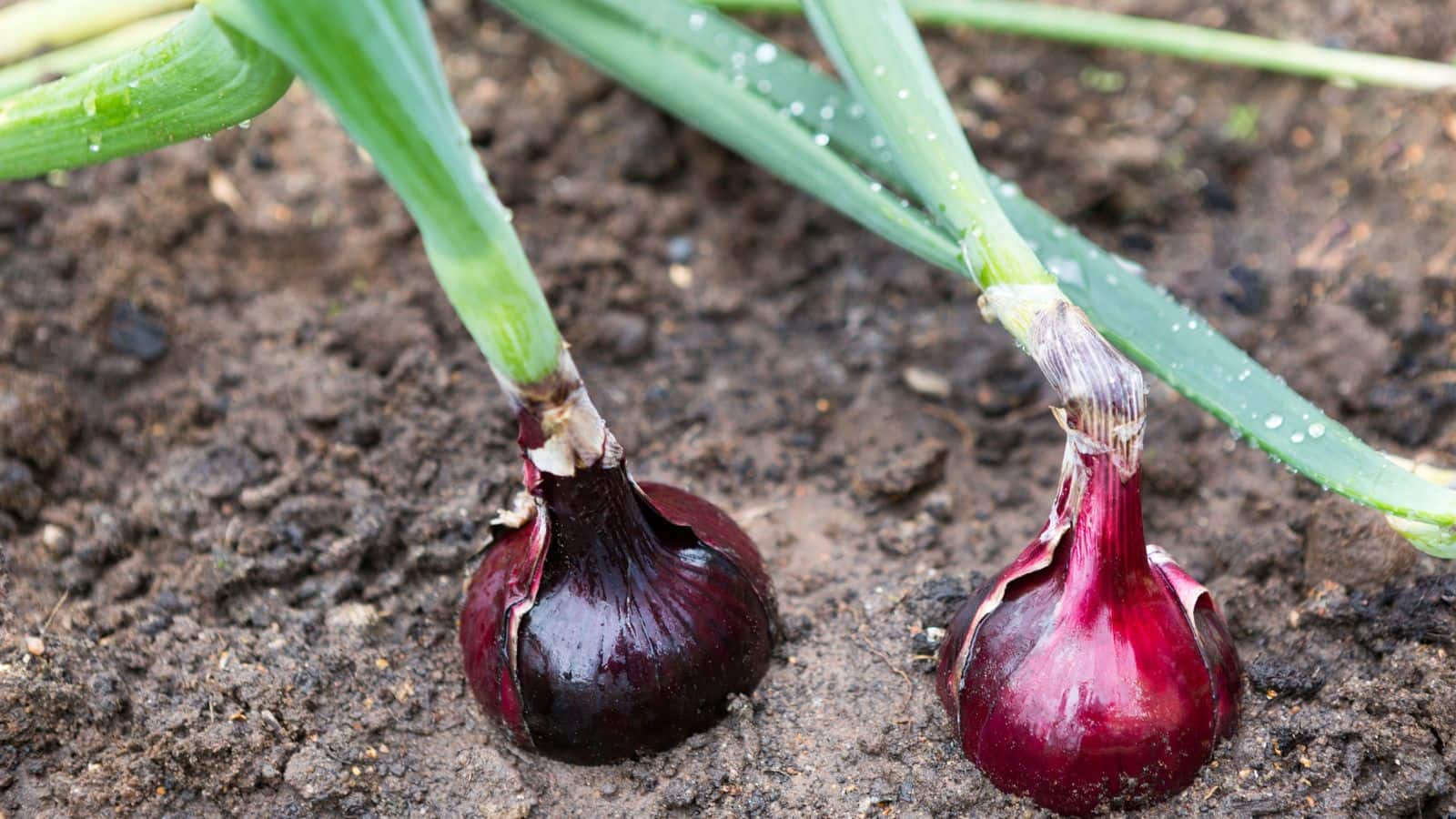 Onion cultivation: सिर्फ एक गलती से कम हो सकता है प्याज का मुनाफा, जानिए सही तरीका Onion cultivation: सिर्फ एक गलती से कम हो सकता है प्याज का मुनाफा, जानिए सही तरीका