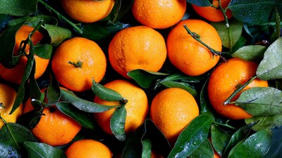 Oranges for Weight Loss: संतरे के छिलके सेहत के लिए बेहद फायदेमंद माने गए हैं। इसमें विटामिन C कूट-कूट कर भरी होता है।