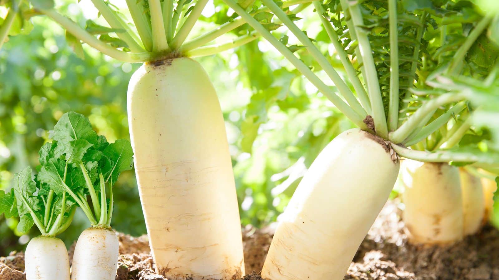 Radish Farming Tips: सर्दियों में मूली उगाएं, कम समय में ज्यादा मुनाफा पाएं Radish Farming Tips: सर्दियों में मूली उगाएं, कम समय में ज्यादा मुनाफा पाएं
