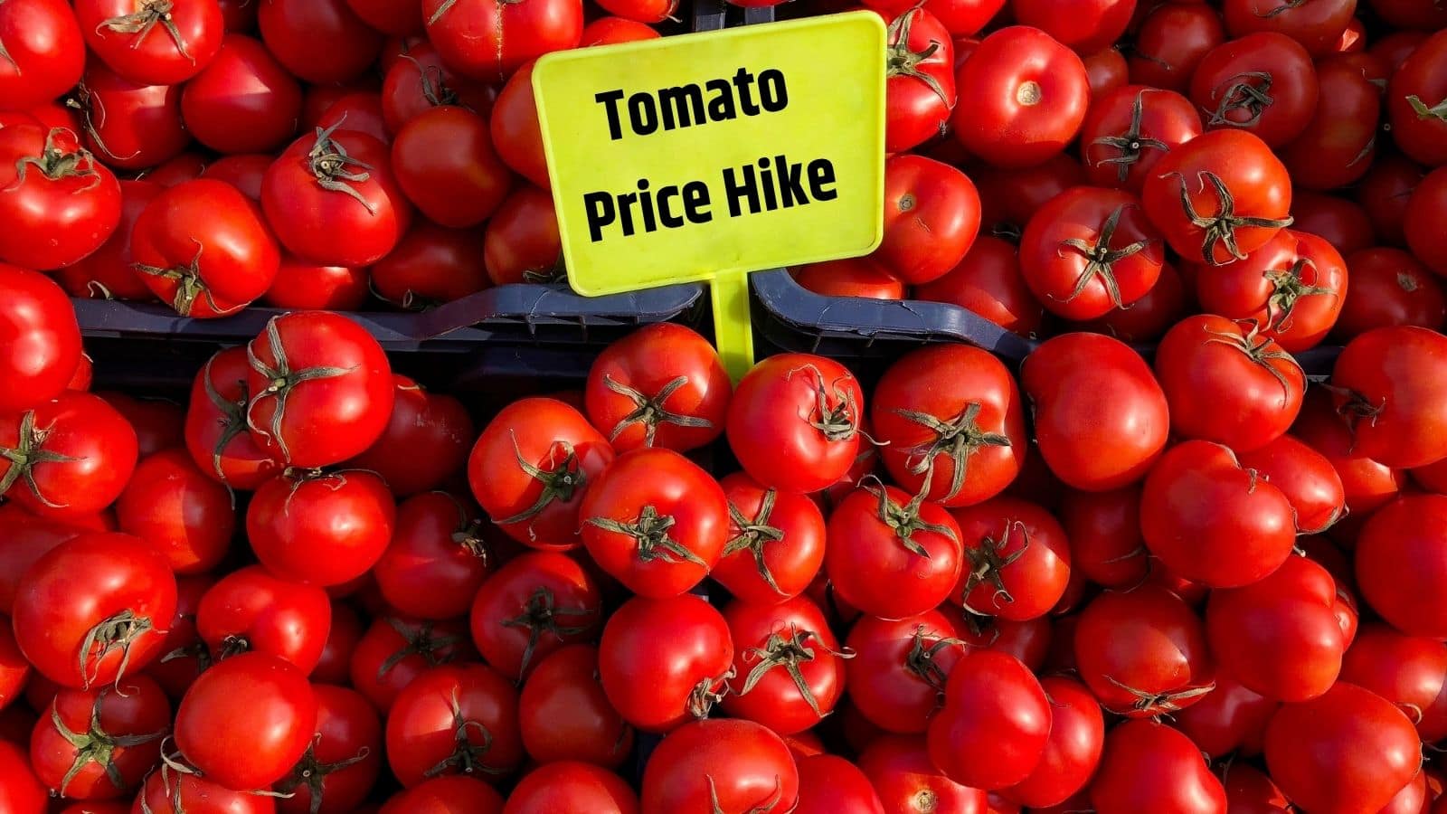 Tomato Price Hike: टमाटर की कीमतों में जबरदस्त उछाल, आम आदमी की जेब पर सीधा असर