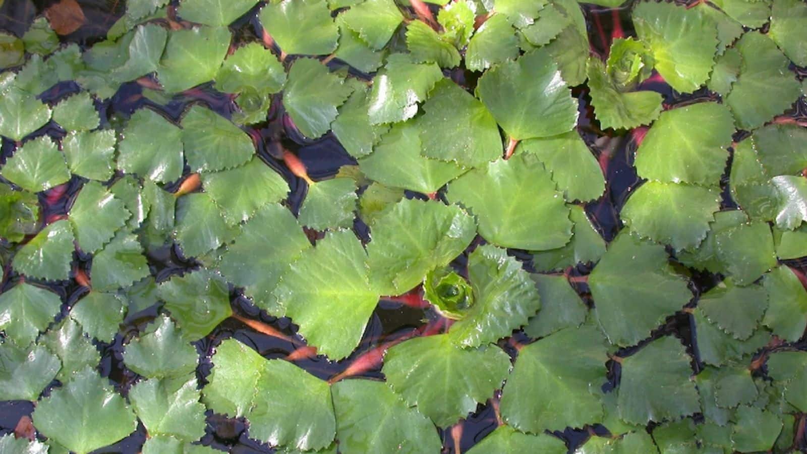 बिना झंझट, बिना खर्च… ये फसल बना रही है किसानों की जेब भर-भरकर भारी