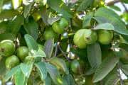 Guava plant tips: बस ऐसे लगाएं अमरूद का पौधा, पूरे साल टोकरी भर फल मिलेगा! Guava plant tips: बस ऐसे लगाएं अमरूद का पौधा, पूरे साल टोकरी भर फल मिलेगा!