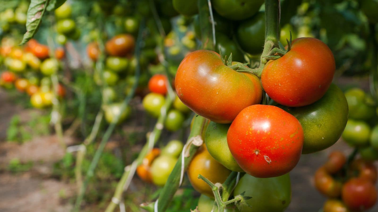 Tomato farming: टमाटर की नई किस्म से खेती करें, 1 बीघा में कमाएं 3 लाख का मुनाफा! Tomato farming: टमाटर की नई किस्म से खेती करें, 1 बीघा में कमाएं 3 लाख का मुनाफा!
