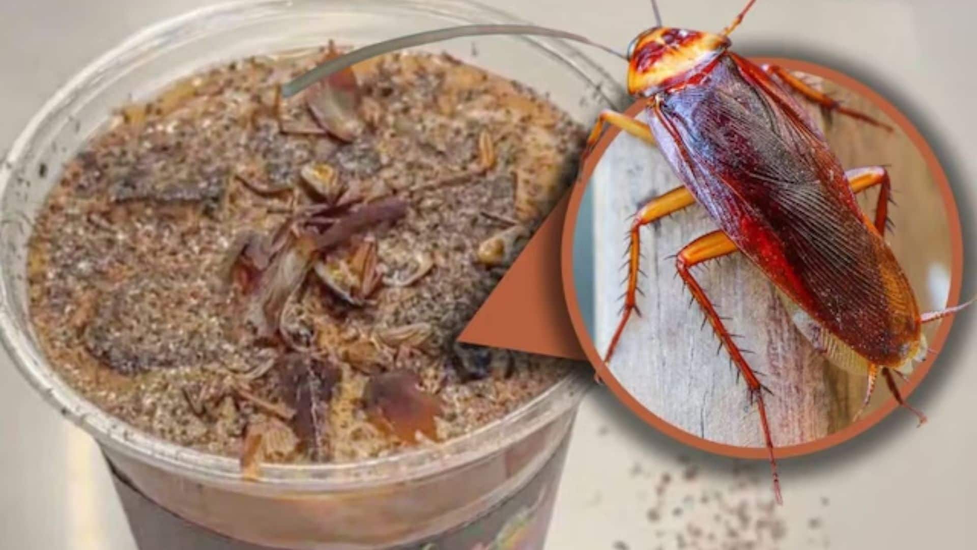 बीजिंग में वायरल हुई अनोखी ‘कॉकरोच वाली कॉफी’, यंगस्टर्स को खूब आई पसंद