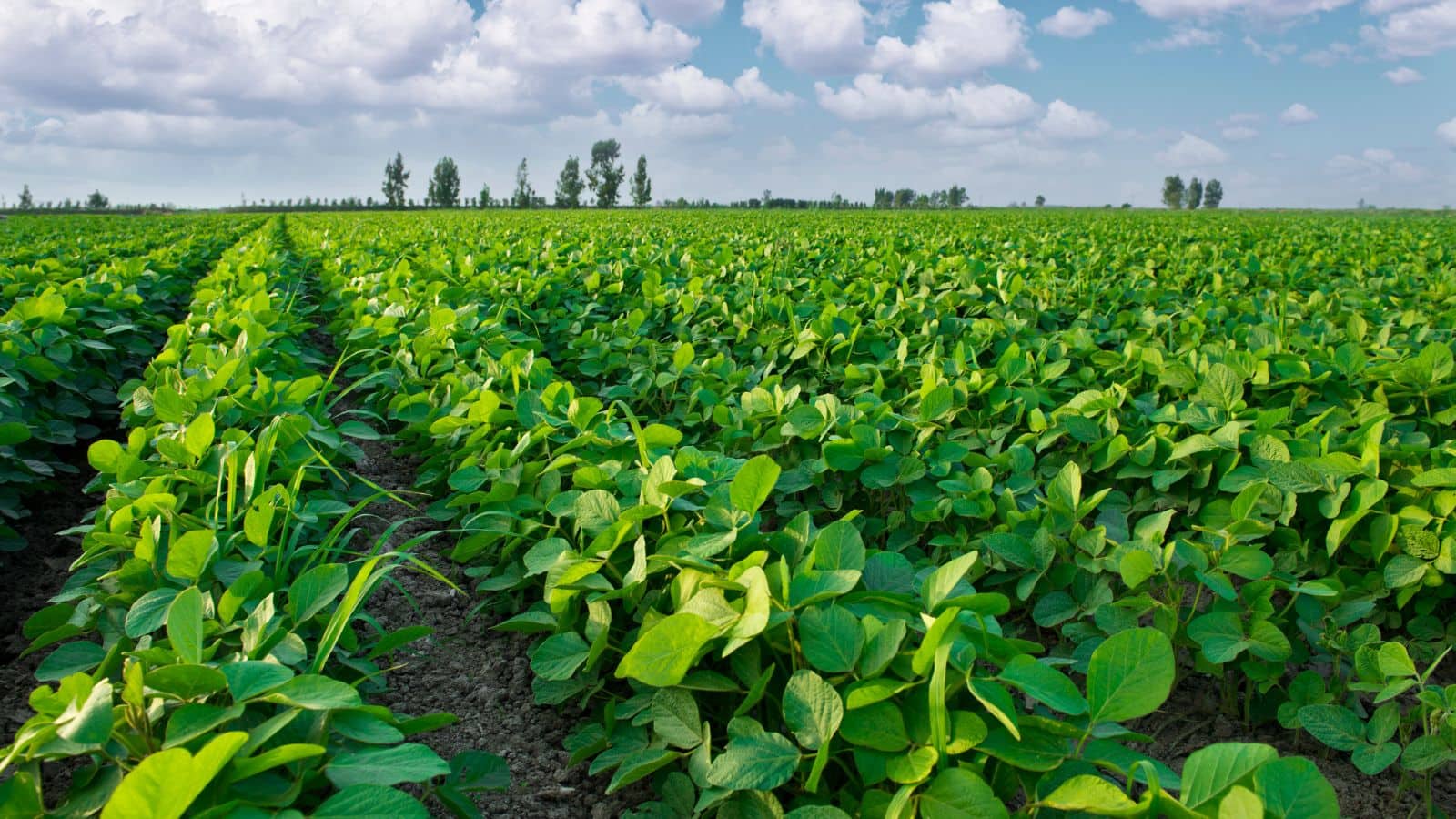 Agriculture Tips: सर्दियों में सब्जी उगाना है आसान, इन 5 गलतियों से बचें, नहीं तो फसल होगी बर्बाद! Agriculture Tips: सर्दियों में सब्जी उगाना है आसान, इन 5 गलतियों से बचें, नहीं तो फसल होगी बर्बाद!