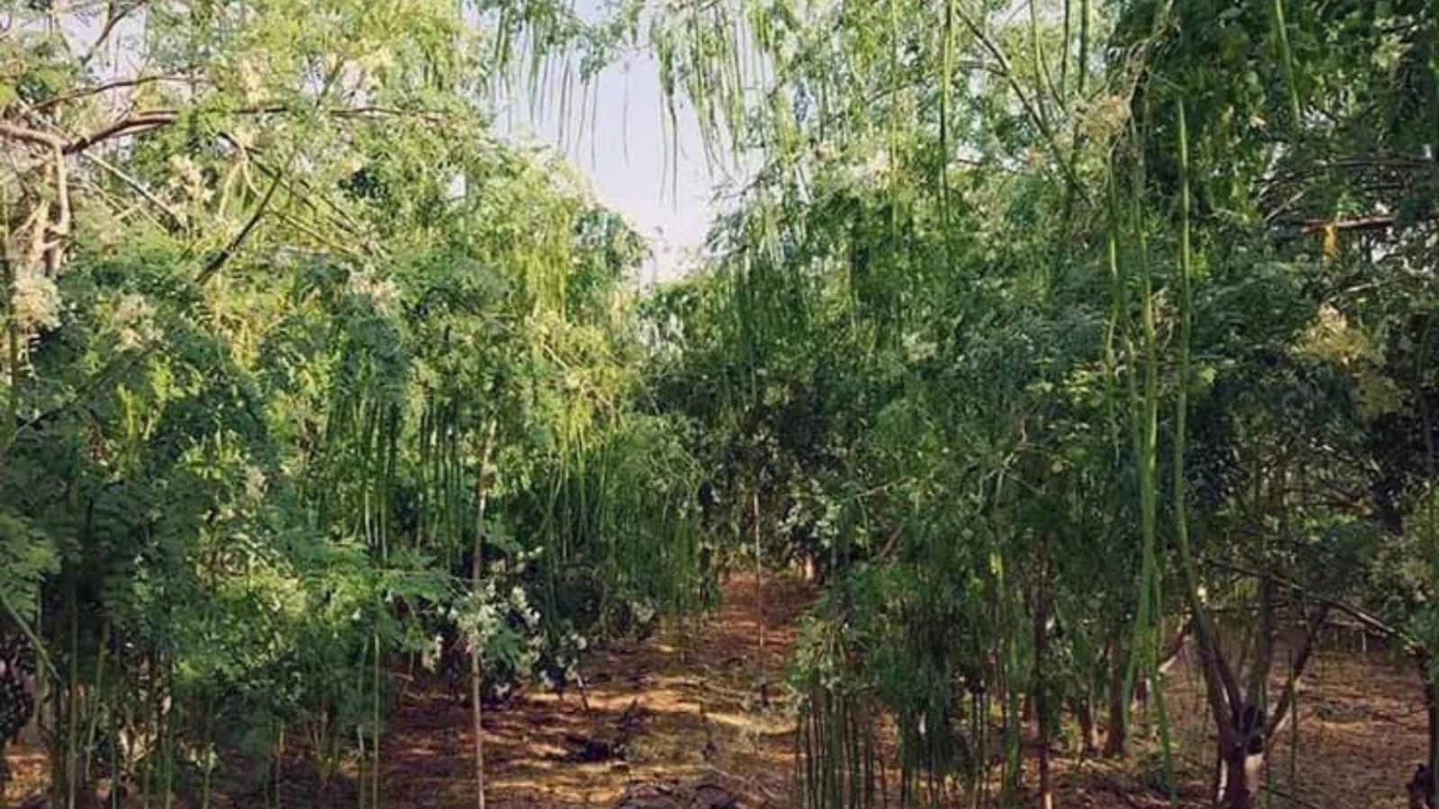 Agriculture Tips: खेत की मेढ़ पर मोरिंगा लगाएं, हर सीजन में भारी मुनाफा पाएं! Agriculture Tips: खेत की मेढ़ पर मोरिंगा लगाएं, हर सीजन में भारी मुनाफा पाएं!