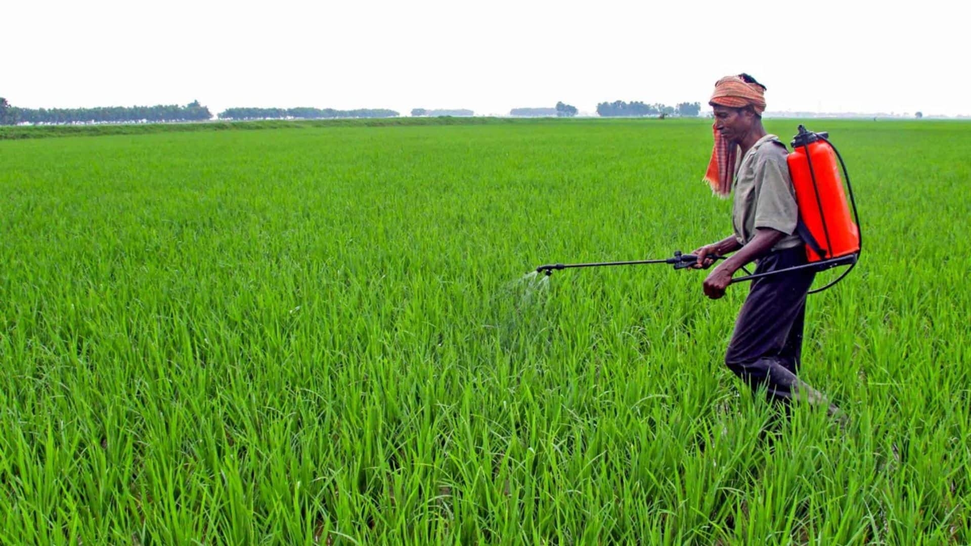 झारखंड में किसानों के लिए बड़ी खुशखबरी! धान पर MSP से ऊपर 100 रुपये प्रति क्विंटल मिलेगा बोनस