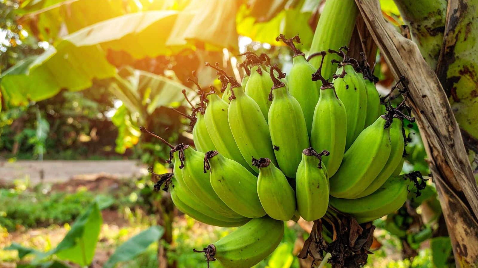 Farming Tips: पपीता-केले की खेती ने बदल दी किसानों की जिंदगी, लाखों में हो रही कमाई! जानें कैसे