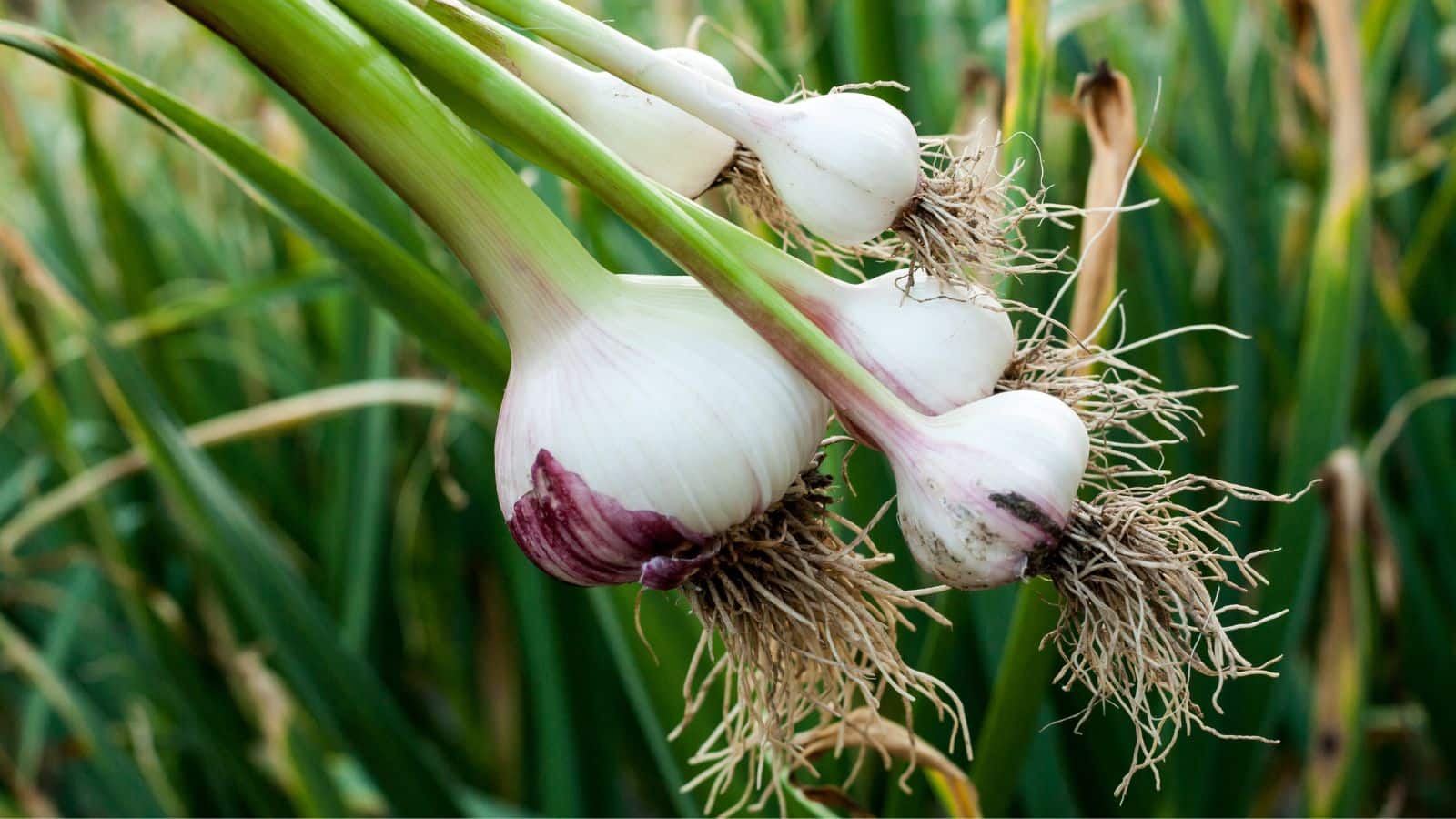 Garlic farming: रबी सीजन में लहसुन की खेती के टिप्स, सही विधि से मिलेगा बंपर रिटर्न