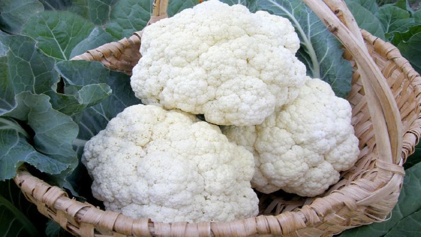 फूल गोभी में छिपे कीड़े इस आसान ट्रिक की मदद से चुटकियों में आएंगे बाहर, आपको करना होगा बस ये काम