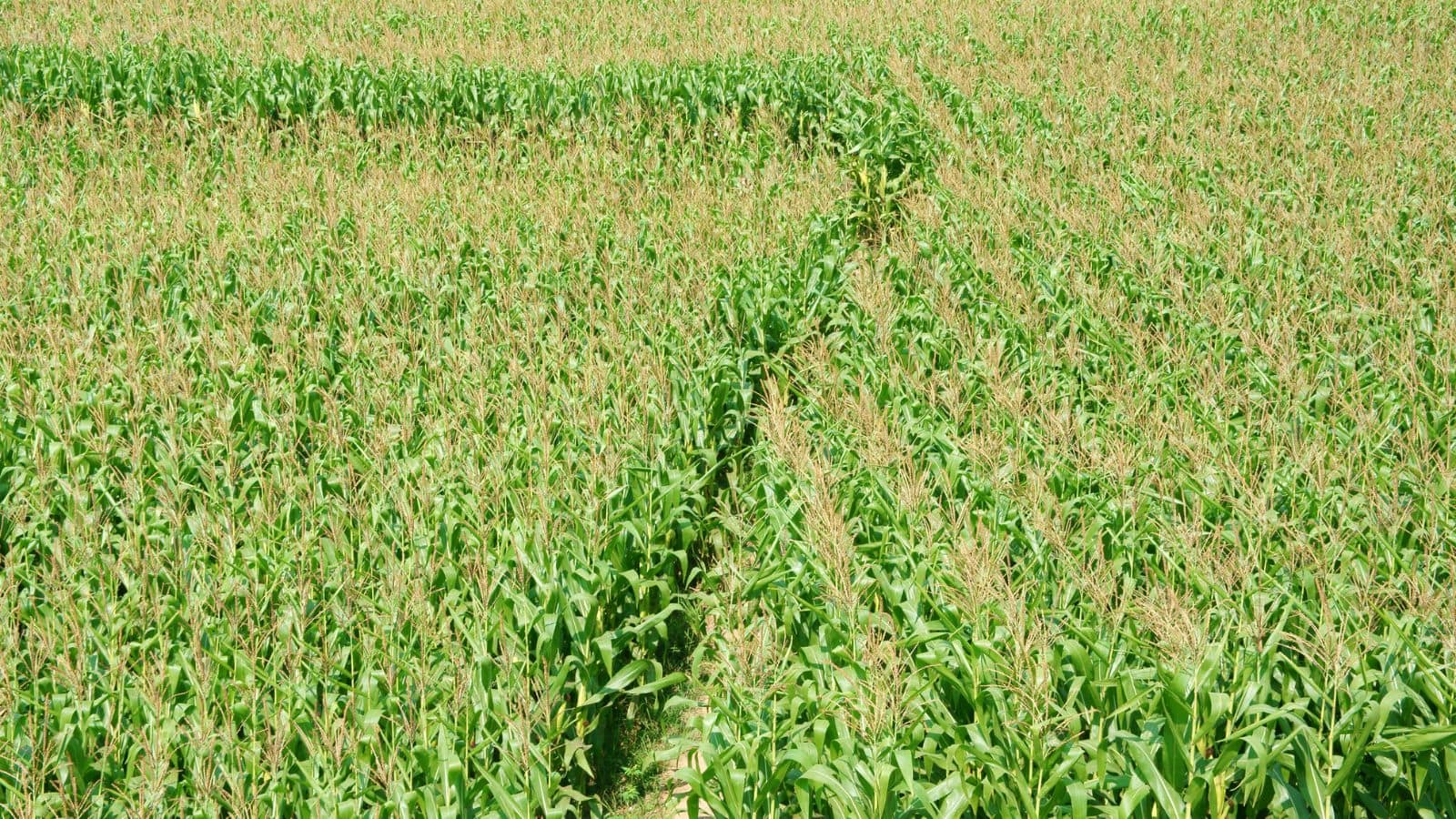 Intercropping Farming: कम मेहनत, ज्यादा मुनाफा! जानें कैसे दो फसलों से बदल सकती है आपकी खेती