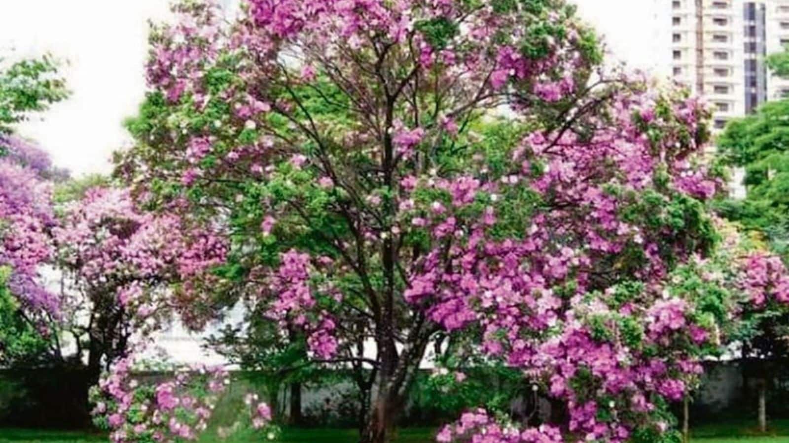 Kovidara tree: राम मंदिर के ध्वज पर बना ये पेड़ क्यों है खास? जानिए इसका रहस्य