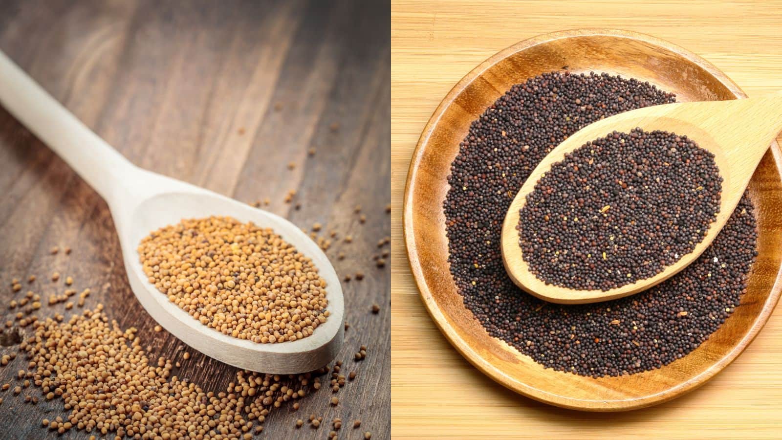 पीली या काली सरसों! जानें किसका असर है ज्यादा जबरदस्त