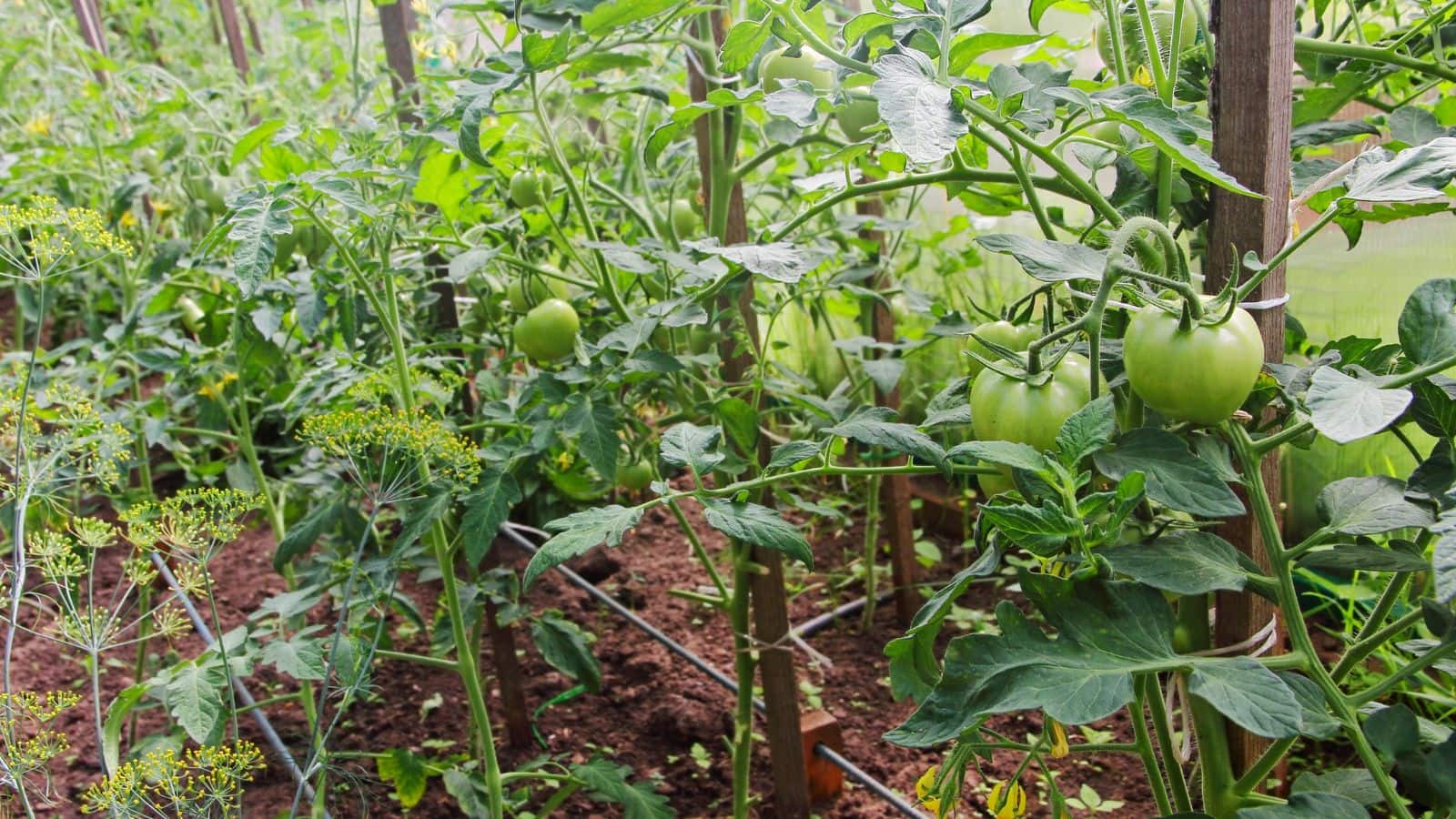 दो फसलें एक साथ, कीटनाशक खर्च कम और मुनाफा दोगुना! जानिए कैसे दो फसलें एक साथ, कीटनाशक खर्च कम और मुनाफा दोगुना! जानिए कैसे