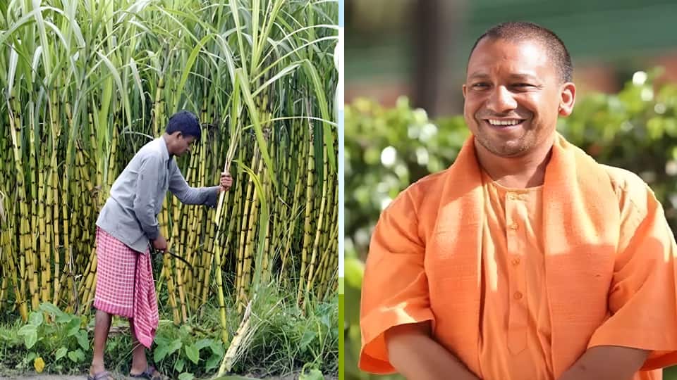 योगी सरकार का किसानों और चावल मिल मालिकों के लिए बड़ा तोहफा, नॉन-हाइब्रिड धान की कुटाई पर 1% रिकवरी छूट