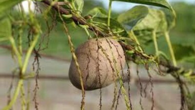 Air Potato: सोहसा पंचायत के हरपुर गांव निवासी विजय गिरी दशकों से दुर्लभ और अनोखी फसलों की खेती कर रहे हैं।