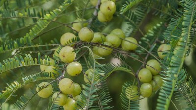 Amla Farming: किसानों का कहना है कि आंवला की खेती से उन्हें नियमित, स्थिर और सुरक्षित आय मिलने लगी है।