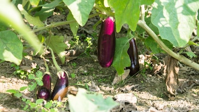 Brinjal farming: अगर किसान समय पर सही किस्म और सही तरीके से बैंगन की खेती करें