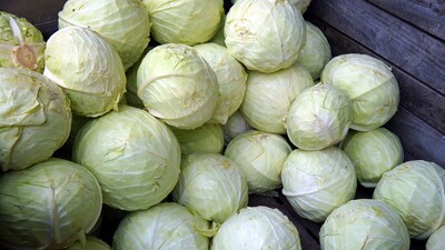 Cabbage Farming: कन्नौज के किसानों के लिए ये तकनीक सर्दियों की खेती में एक नई राहत लेकर आई है।