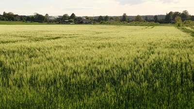 Wheat Cultivation Tips: किसान पहली सिंचाई के साथ गैप फिलिंग सही तरीके से कर लेते हैं, तो फसल मजबूत होती है
