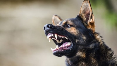 Budaun: रेबीज वैक्सीन के लिए 200 लोगों में मची अफरा-तफरी 