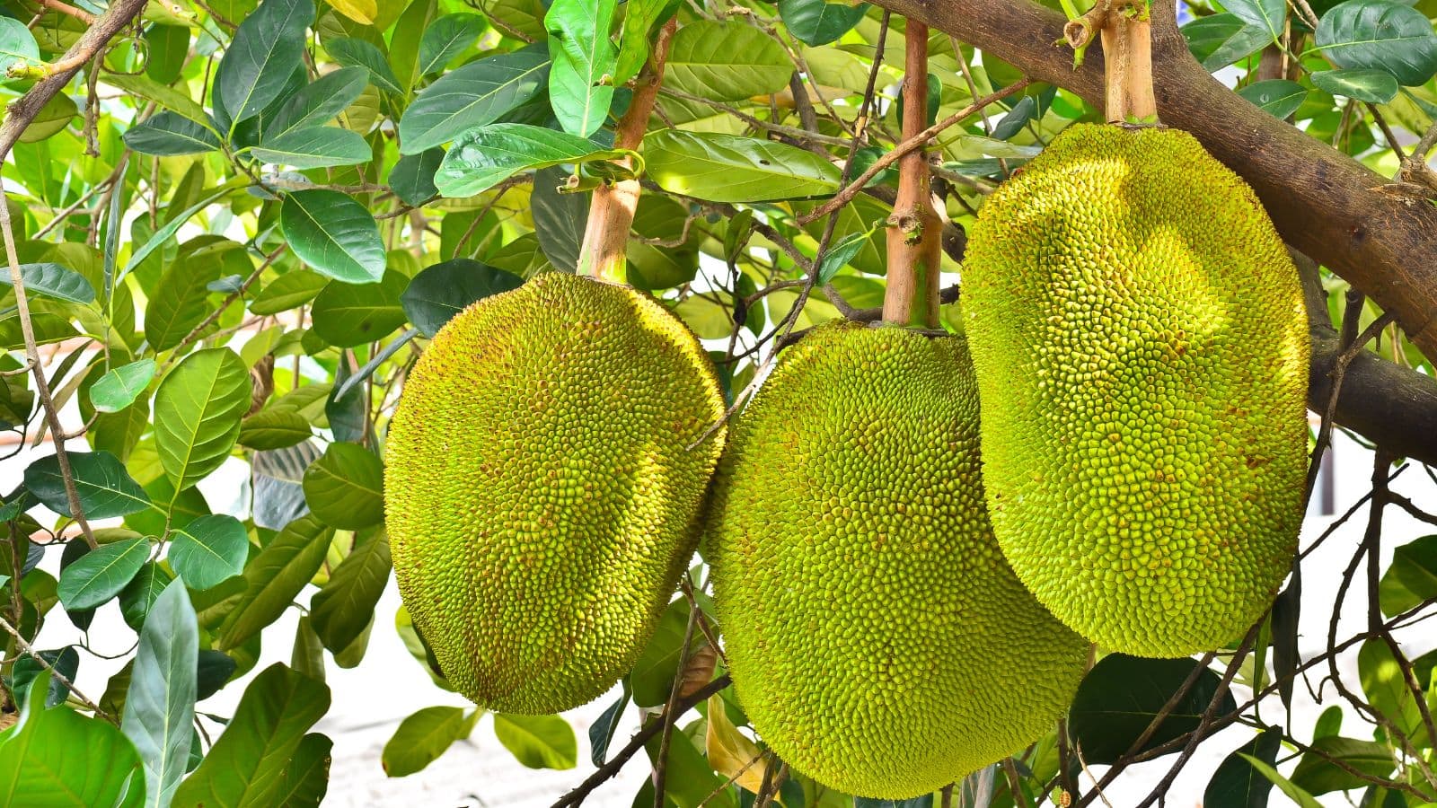 Jackfruit: बड़े-बड़े लोग भी नहीं जानते, कटहल सच में फल है या सब्जी? Jackfruit: बड़े-बड़े लोग भी नहीं जानते, कटहल सच में फल है या सब्जी?