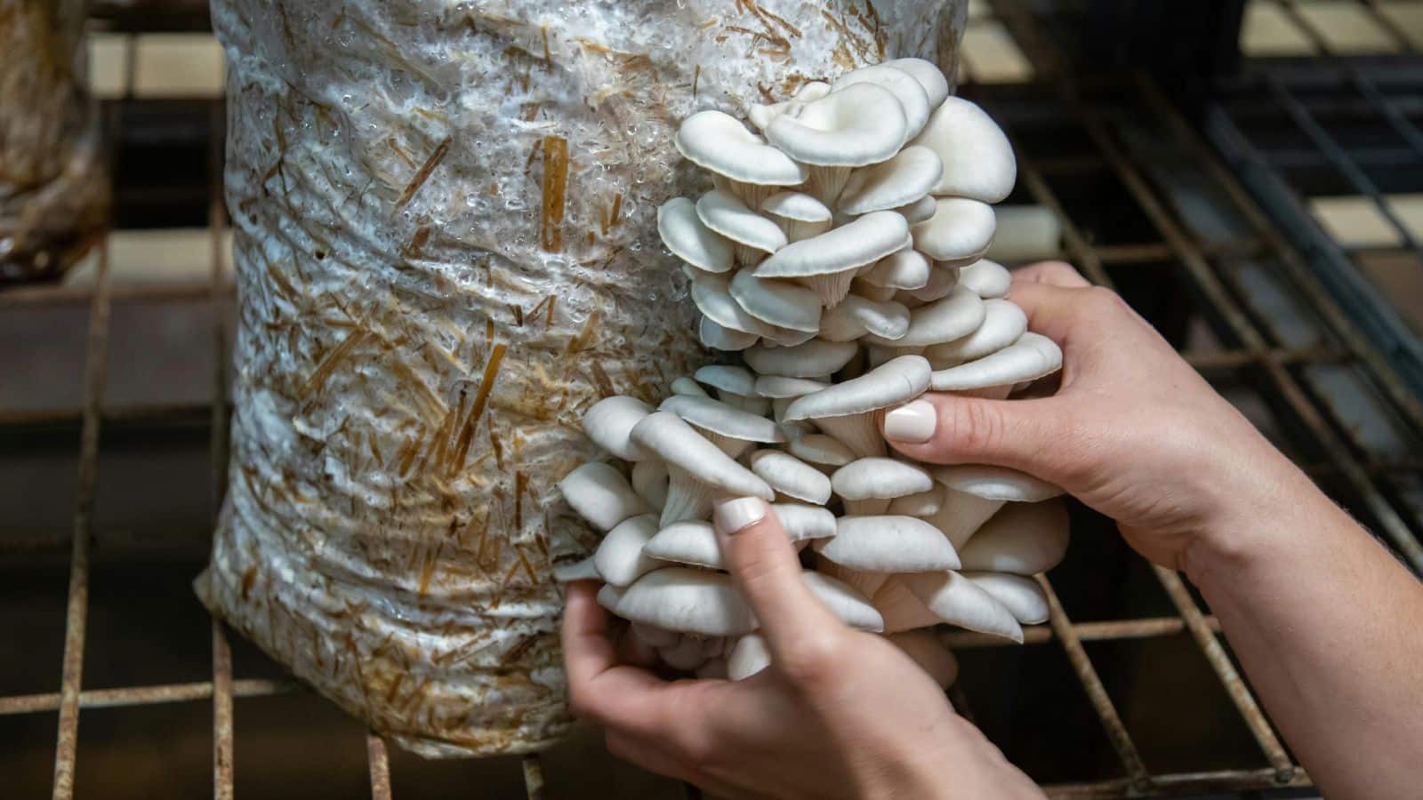Mushroom Cultivation: कम जगह, कम लागत, ज्यादा मुनाफा, जानें मशरूम से पैसे कमाने का तरीका Mushroom Cultivation: कम जगह, कम लागत, ज्यादा मुनाफा, जानें मशरूम से पैसे कमाने का तरीका