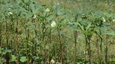 Okra Farming: प्रति हेक्टेयर भिंडी की खेती में लगभग 70 हजार रुपये की लागत आती है