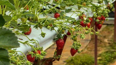 Strawberry cultivation at home: पौधों को लगाने के 60–90 दिन बाद स्ट्रॉबेरी में फल आने लगते हैं। 