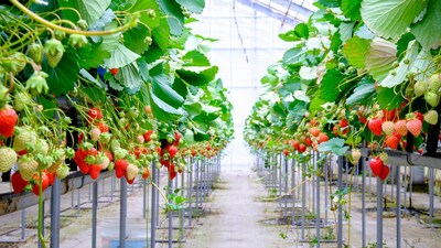 Strawberry farming: इस खेती से रोजाना 30-35 किलो स्ट्रॉबेरी का उत्पादन हो रहा है।