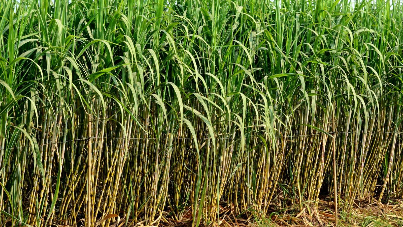 Sugarcane Farming Tips: गन्ना बीज की सही मात्रा जान लें किसान, तभी मिलेगी बंपर पैदावार Sugarcane Farming Tips: गन्ना बीज की सही मात्रा जान लें किसान, तभी मिलेगी बंपर पैदावार