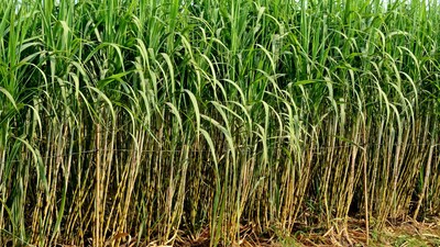 Sugarcane farming tips: खरगोन में गन्ने की मांग गुड़, चीनी और बायो-ईंधन उद्योग में लगातार बनी रहती है।