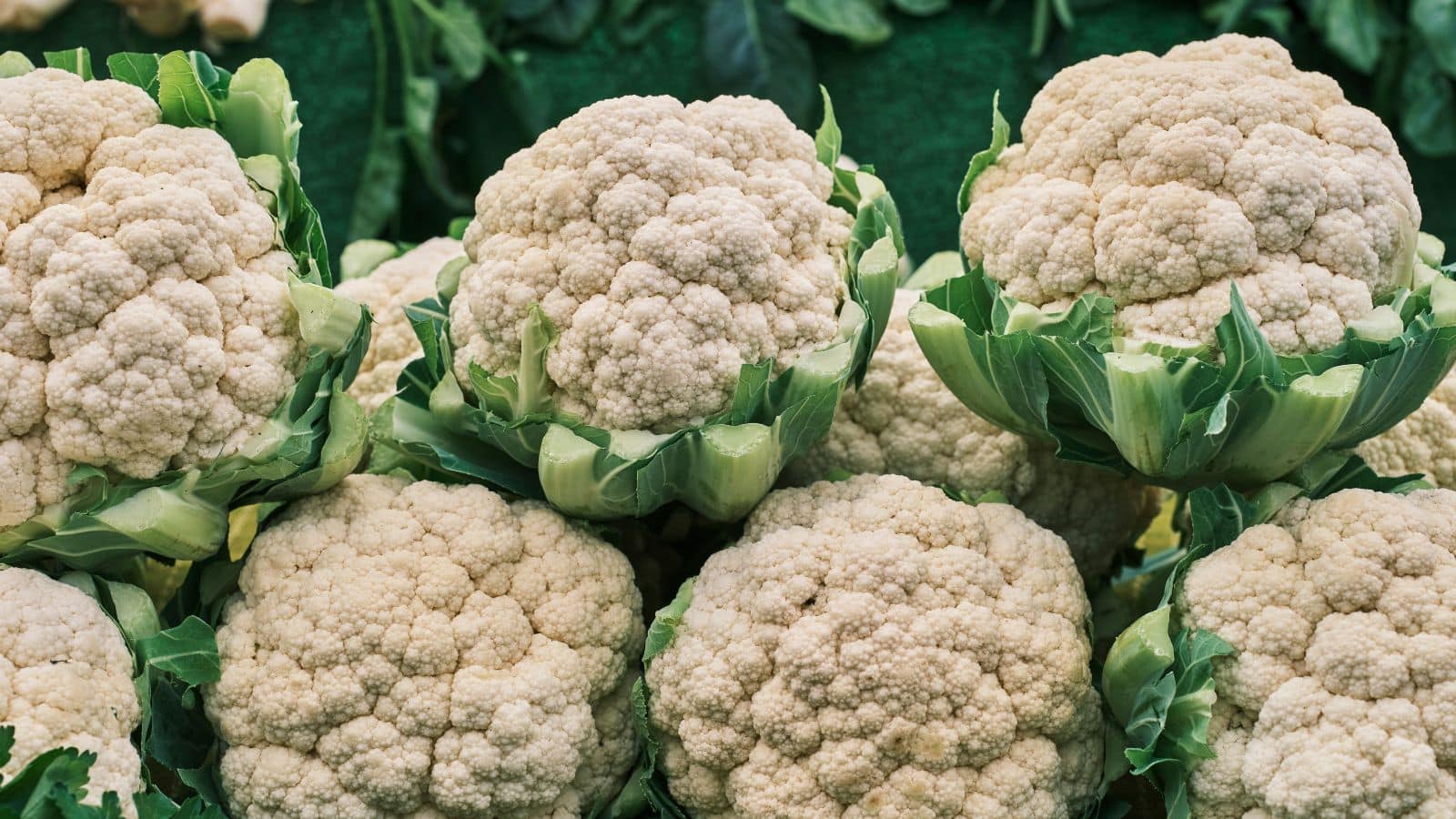 Tips and Trick: फंगस और काले धब्बों से बचाएं गोभी, अपनाएं ये घरेलू नुस्खे Tips and Trick: फंगस और काले धब्बों से बचाएं गोभी, अपनाएं ये घरेलू नुस्खे