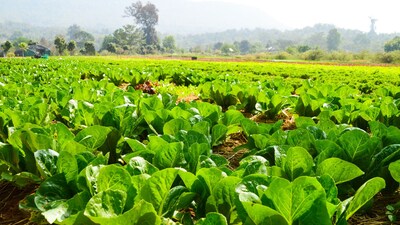 Tips for vegetable cultivation: सर्दियों में यूरिया का छिड़काव पौधों के लिए नुकसानदायक हो सकता है