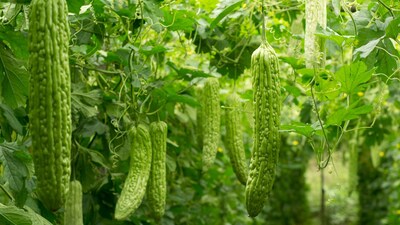 Agriculture Tips: रबी सीजन में पंक्ति से पंक्ति की दूरी करीब चार फीट और पौधे से पौधे की दूरी सवा फीट रखना सही रहता है। 