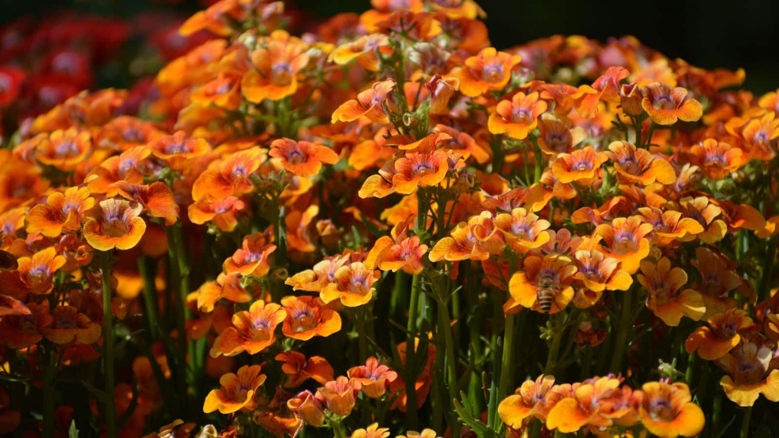 दिसंबर में लगाएं ये पौधे, जनवरी में गार्डन होगा रंग-बिरंगे फूलों से सजा