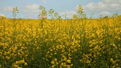 Mustard farming: बाजार में वर्तमान समय में सरसों 6000-7000 रुपये प्रति क्विंटल बिक रही है। 
