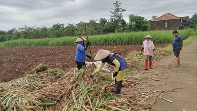 Agriculture Tips: किसानों को सलाह दी जाती है कि गन्ने की कटाई में कभी भी लापरवाही न करें। 