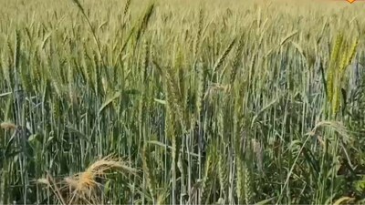 Agriculture Tips: किसानों को बुआई के पांच दिन के भीतर पेनिडमेथिलिन का छिड़काव करना चाहिए।
