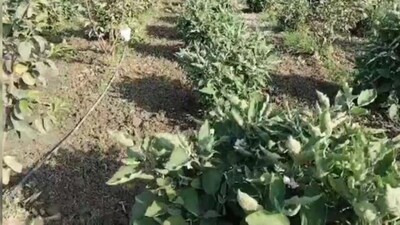 Agriculture Tips:  
एक और कारगर घरेलू तरीका है गोबर का पतला घोल। इसे पौधों की लताओं पर छिड़क दें। 