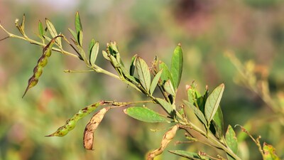 Agriculture Tips: 
फली बनने के समय अरहर में विल्ट रोग सबसे अधिक दिखाई देता है।