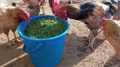 Azolla grass benefits:  खरपतवार रोकने के लिए प्री-इमर्जेंस तरीका काफी कारगर माना जाता है।