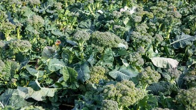 Broccoli farming: रोपाई और फूल बनने के समय खेत में नमी बनाए रखना लाभकारी है।