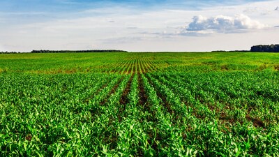 Chickpea Crop: किसानों का कहना है कि चने का साग और दाने दोनों अच्छी कीमत पर बिक रहे हैं।