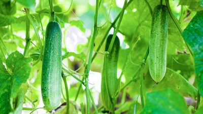 Cucumber Farming Tips: फूल आने के समय खीरे में वाइल्ड फ्लाई का प्रकोप देखा जाता है