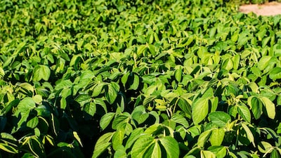 High Prpfit Farming: गेहूं की खेती के लिए भी विश्वविद्यालय द्वारा विकसित उन्नत किस्में उपलब्ध हैं।