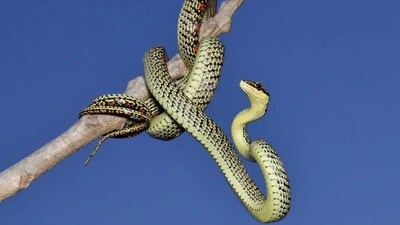 Flying Snake: क्राइसोपेलीया जीनस के ये सांप आमतौर पर फ्लाइंग स्नेक या ग्लाइडिंग स्नेक कहलाते हैं।