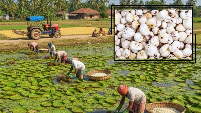 Government Subsidy: मखाना की खेती के लिए सरकार ने प्रति हेक्टेयर 0.97 लाख रुपये की यूनिट लागत तय की है।