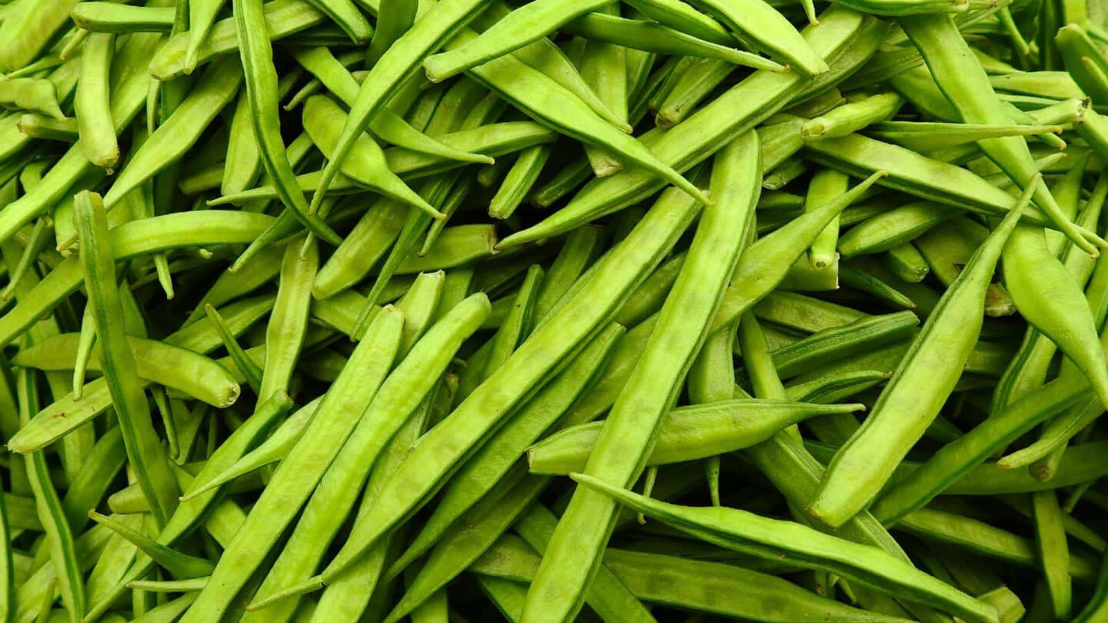 Kitchen Garden Tips: कम मेहनत, ज्यादा फसल, जानें अपने घर में ग्वार फली उगाने का तरीका Kitchen Garden Tips: कम मेहनत, ज्यादा फसल, जानें अपने घर में ग्वार फली उगाने का तरीका