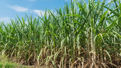 Sugarcane Farming: सगालिम में तैयार किया गया गुड़ सिर्फ स्थानीय बाजारों तक सीमित नहीं है।